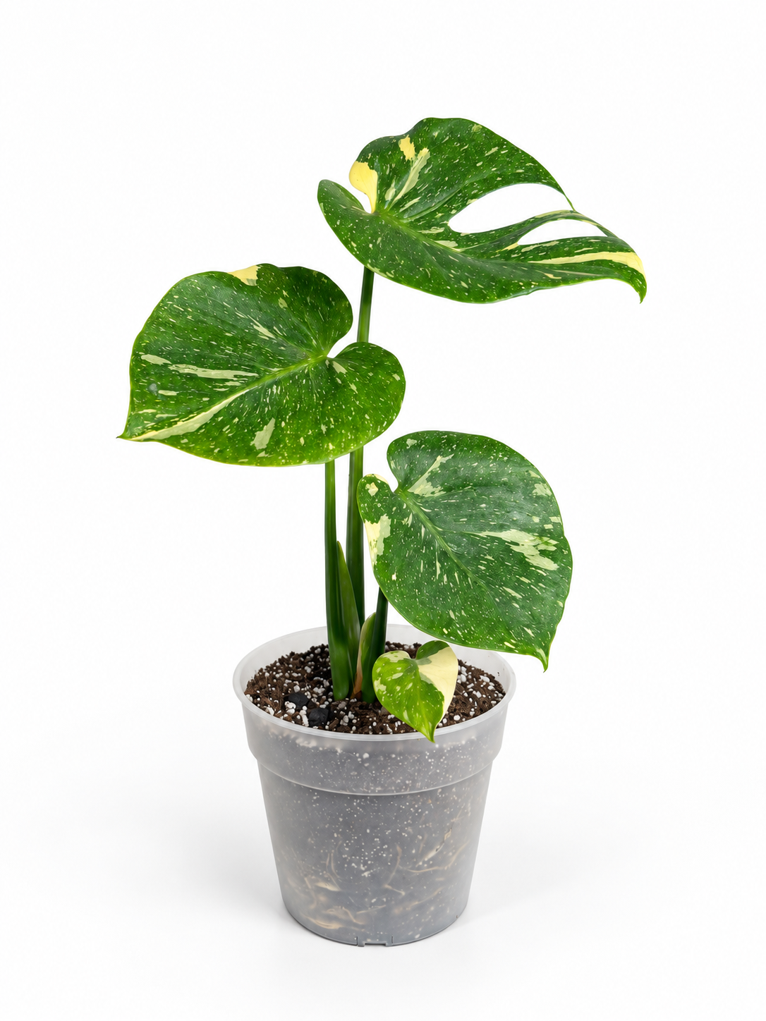MONSTERA THAI CONSTELLATION