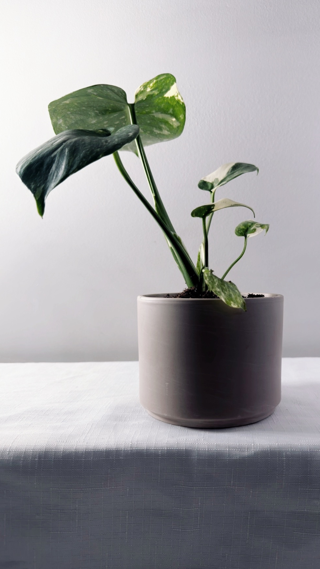 4" Monstera Thai Constellation