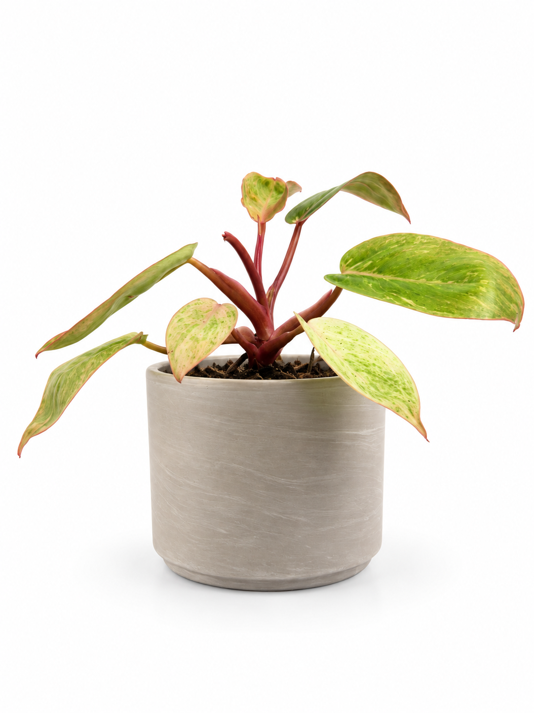 E4939867-E772-4309-BEBB-C2D6112D746A.PNG