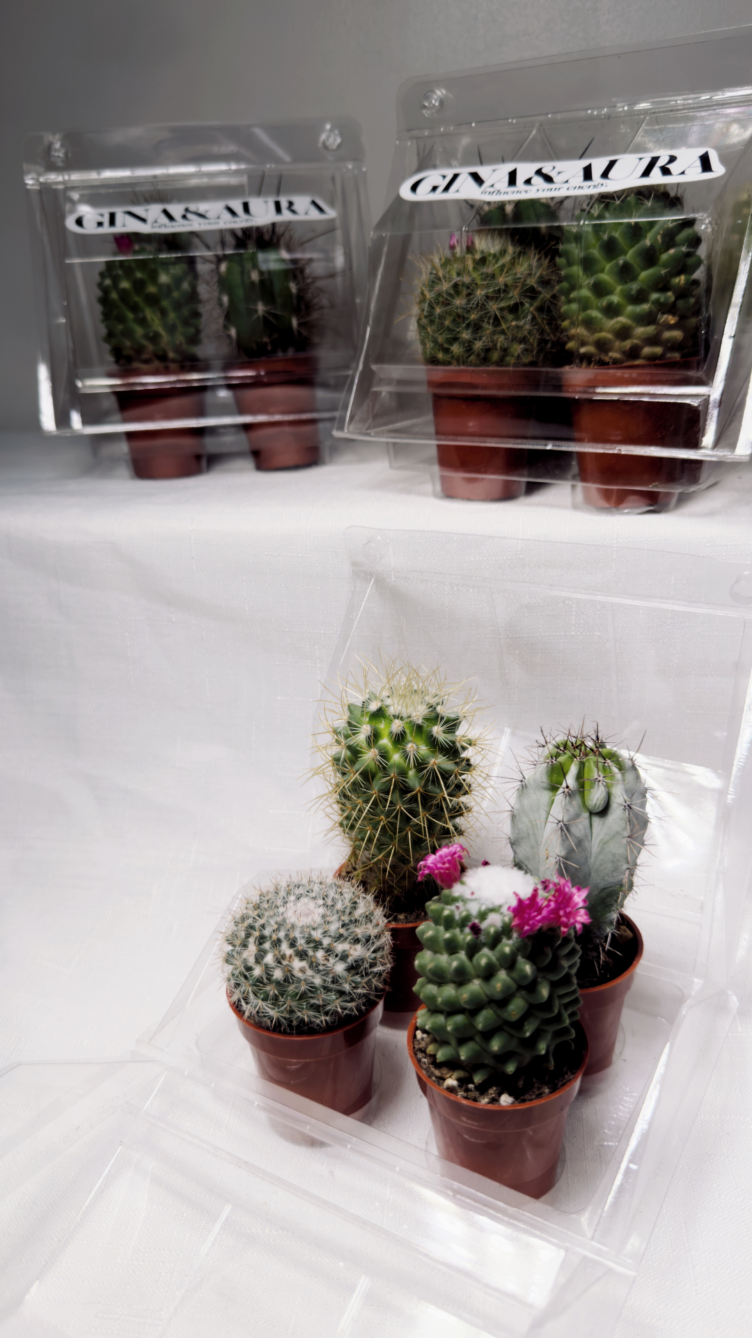 1.5" Assorted Cactus Greenhouse