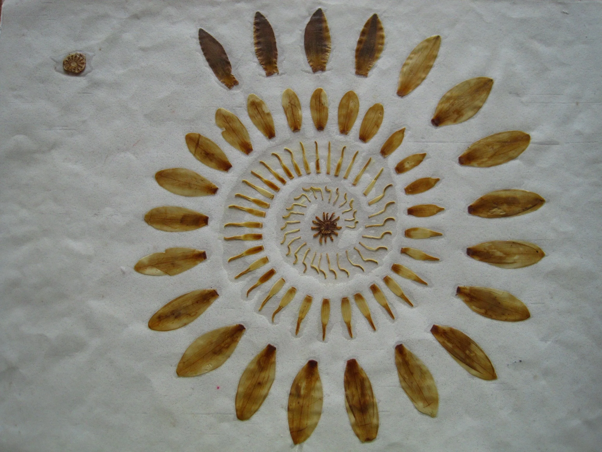 Leaf sequence