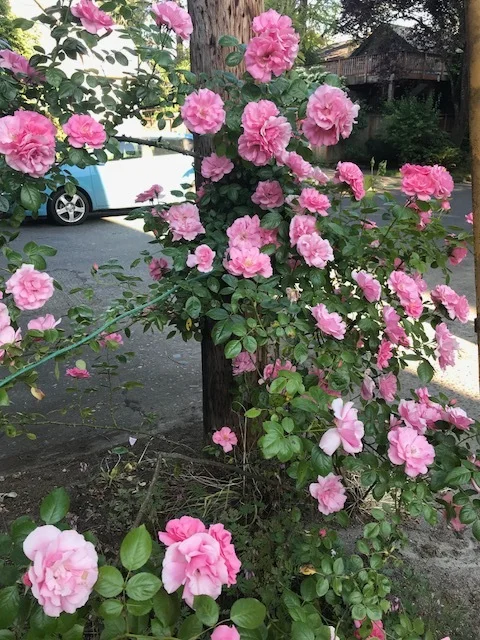 Roses of Alameda