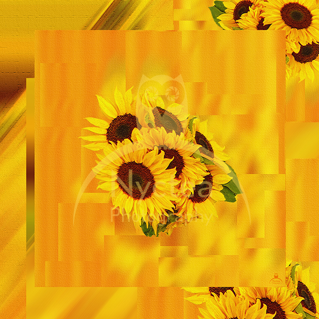 sqauare sunflower .jpg