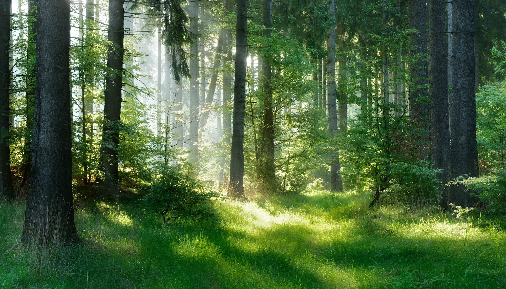 PD FOrest.jpg