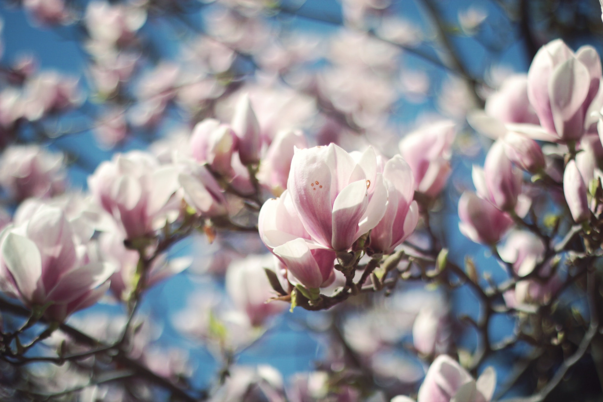 beautiful-bloom-blooming-1107305.jpg