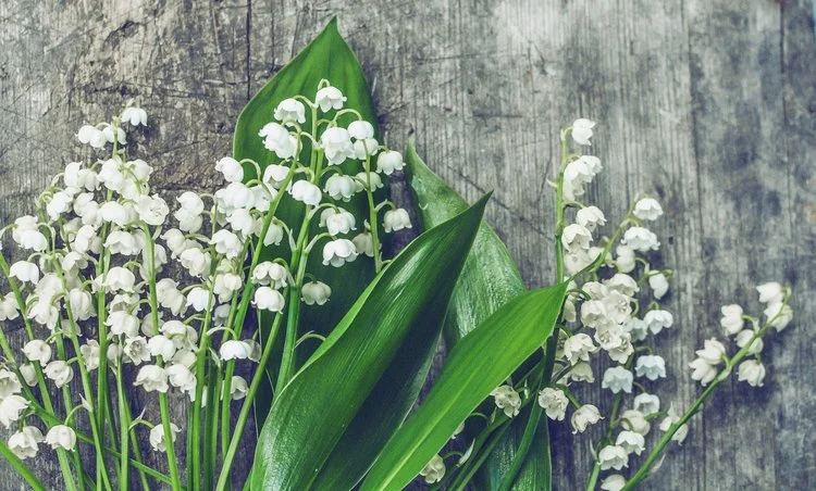 Spring 2019