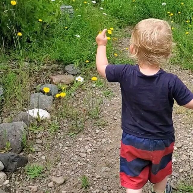 We had so much fun on our adventures yesterday; Toddler trail hike, hugs, river, wildflowers, wild strawberry, birds, frog, butterflys, picnic table dancing....
#playfrontiertoddlers 
#hemlockrecreationarea 
#conservingchildhood