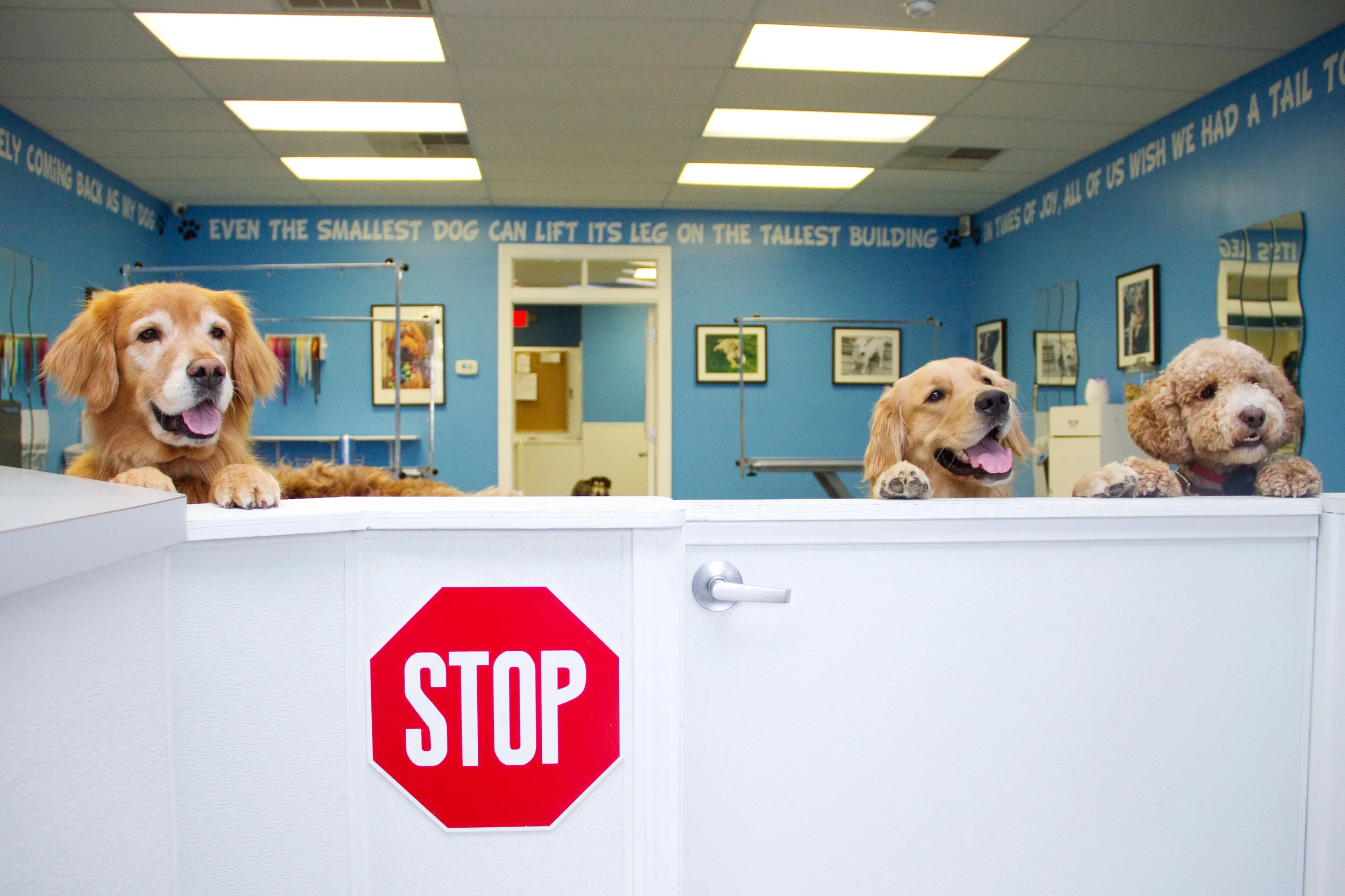 petsmart dog immunizations