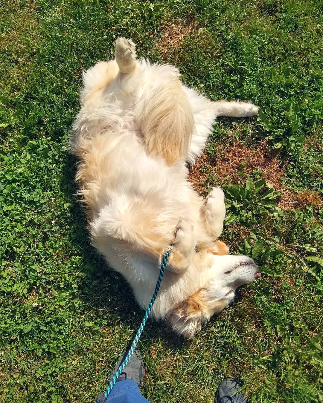 Skipper said &quot;maybe if I play dead on my potty walk I can enjoy the sunshine instead of getting a bath!&quot; ☀️