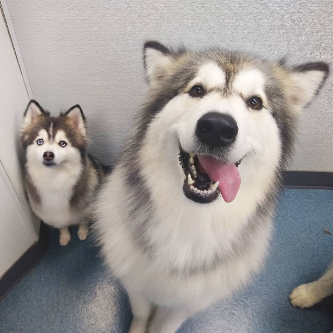 Lily the Pomski looks just like Arya the Malamute's mini-me! ❤️