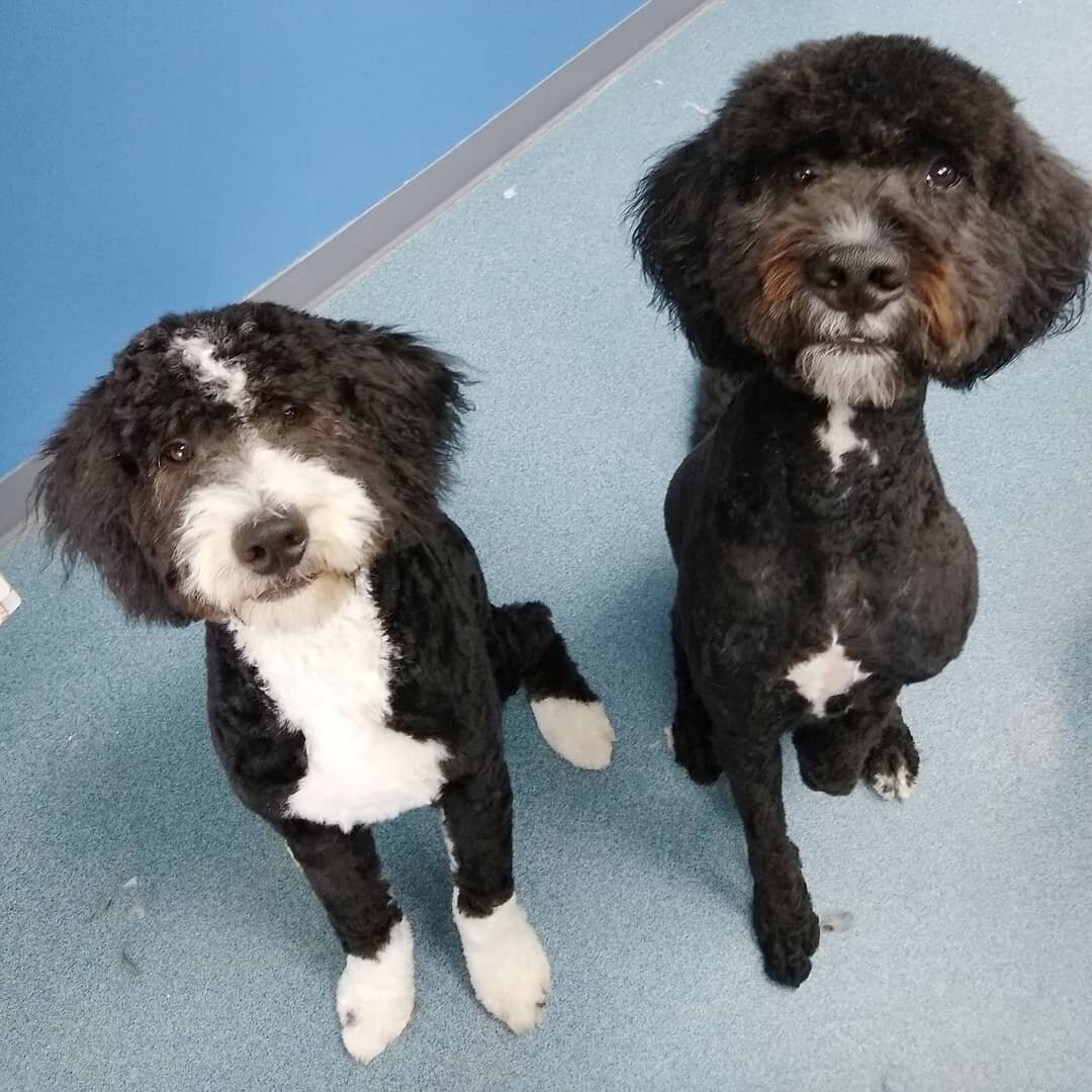We are so glad to see happy puppy faces again! Walt and Gus would like to thank everyone for your continued patience and understanding as we do our very best to accommodate all our furry friends!