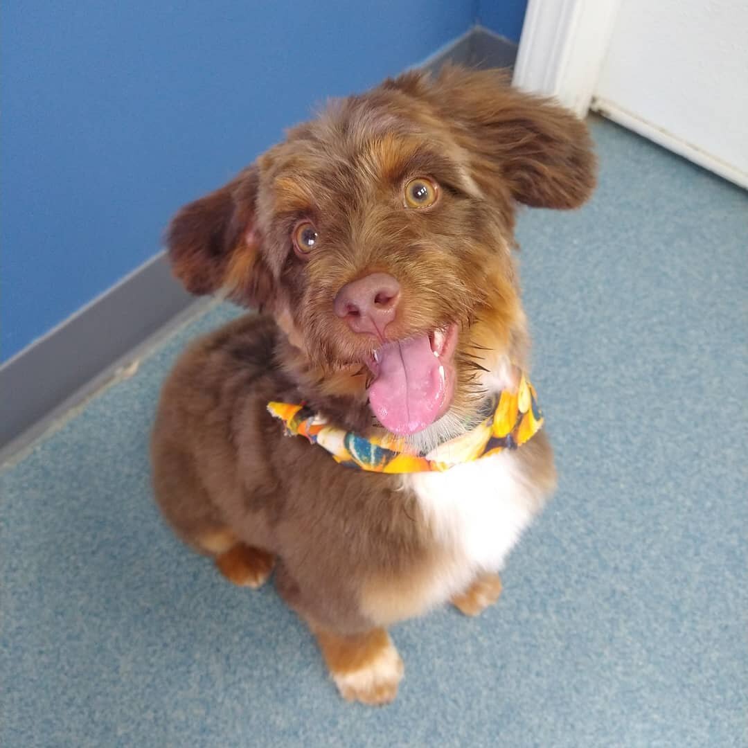 Lola brought us some bouncy puppy joy this morning! ❤️