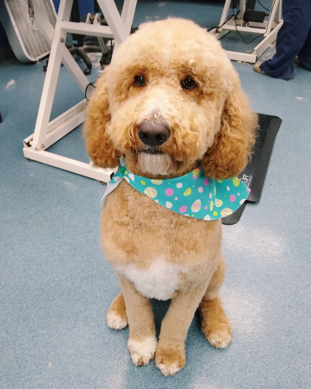 Oliver hopes you have a great weekend! 
At this time DGB is planning to be open on Tuesday, Wednesday, and Friday next week to meet your grooming needs. Stay healthy, all!
