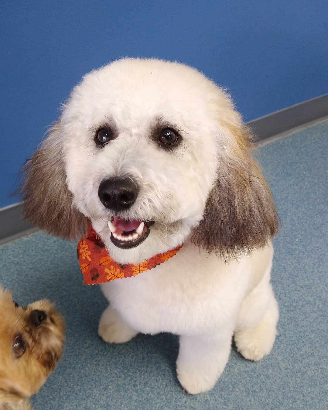 Hello from our new girl Frankie! (And a photobomb from Remi!)