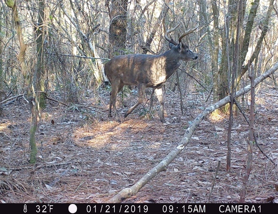 CH look at this beast 1_21_19.jpg