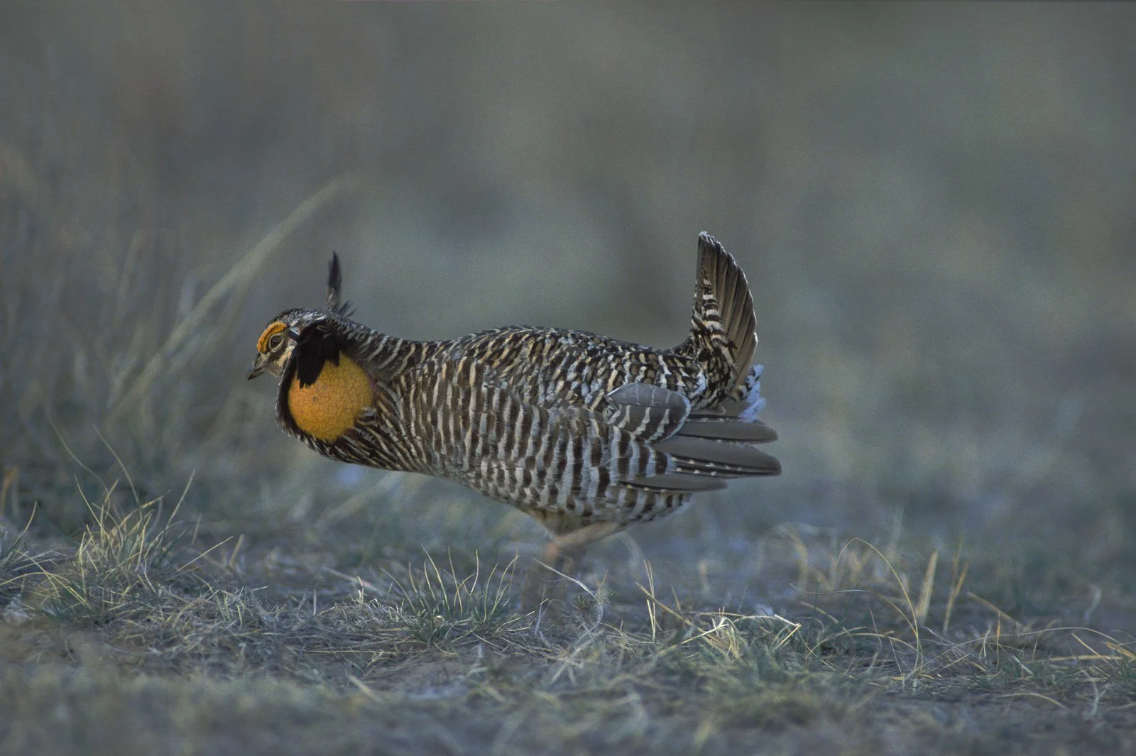 prairie_chicken.jpg