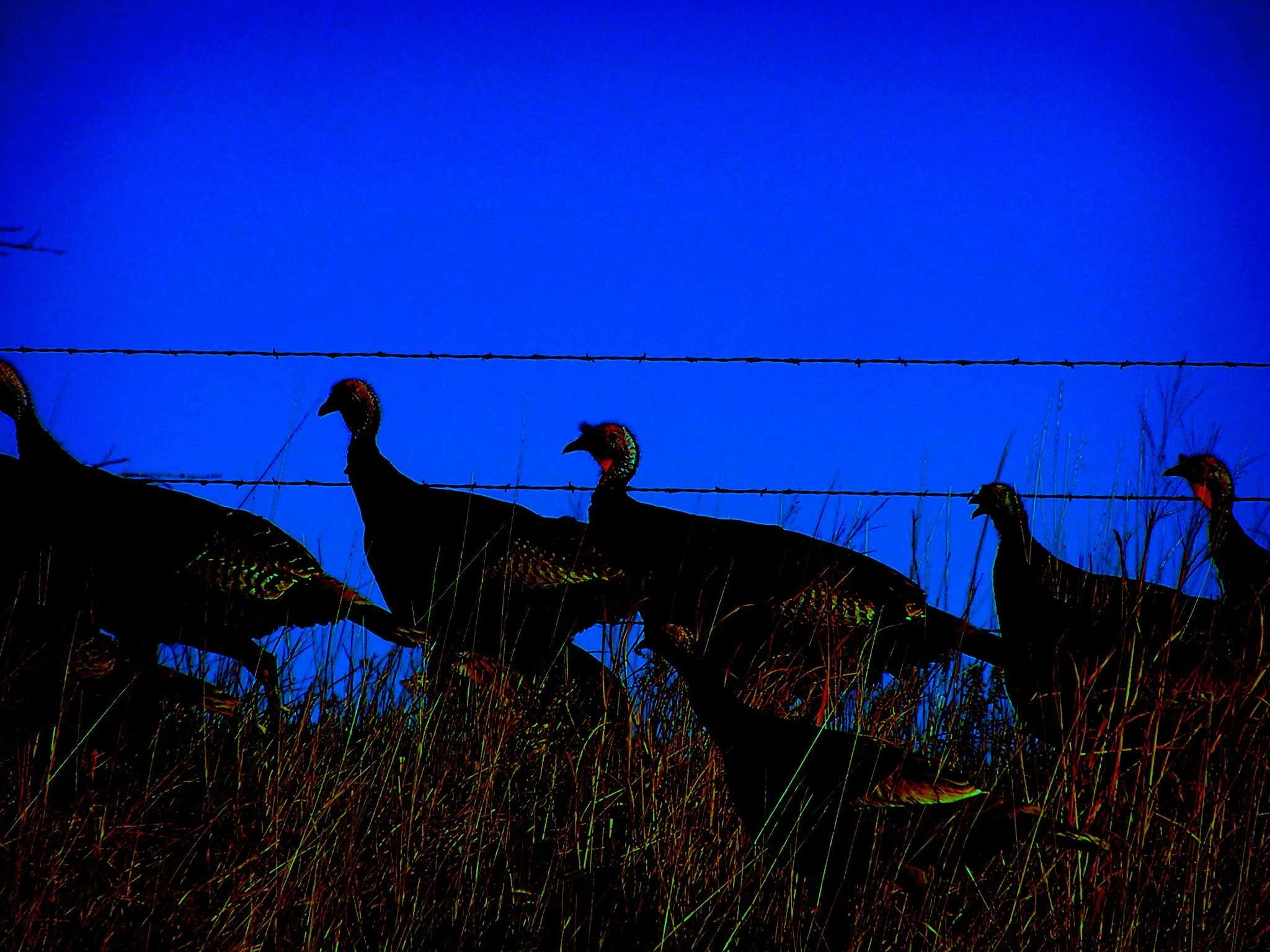 How we got our turkeys back, and maybe you can too.