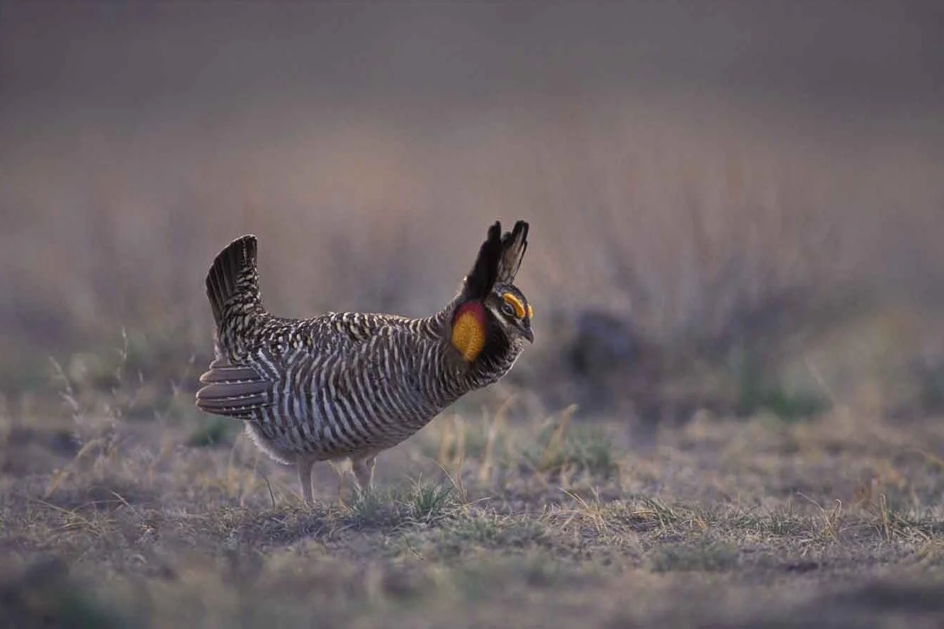 prairie_chicken_4_flipped.jpg