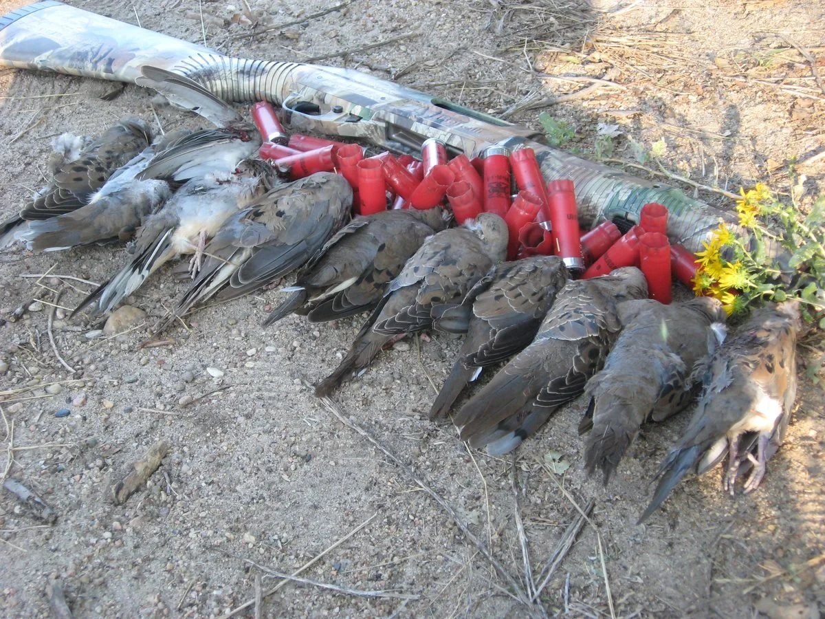 wing_shooting_2008_023.jpg