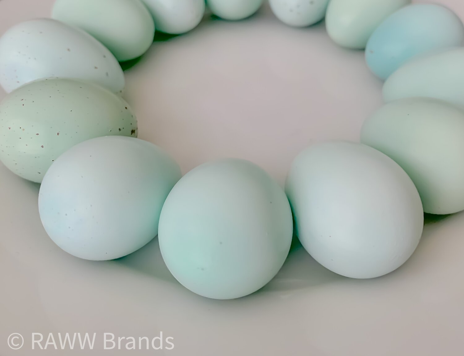 Twelve+ Celadon eggs! 12 Fertile Coturnix Quail Hatching Eggs 
