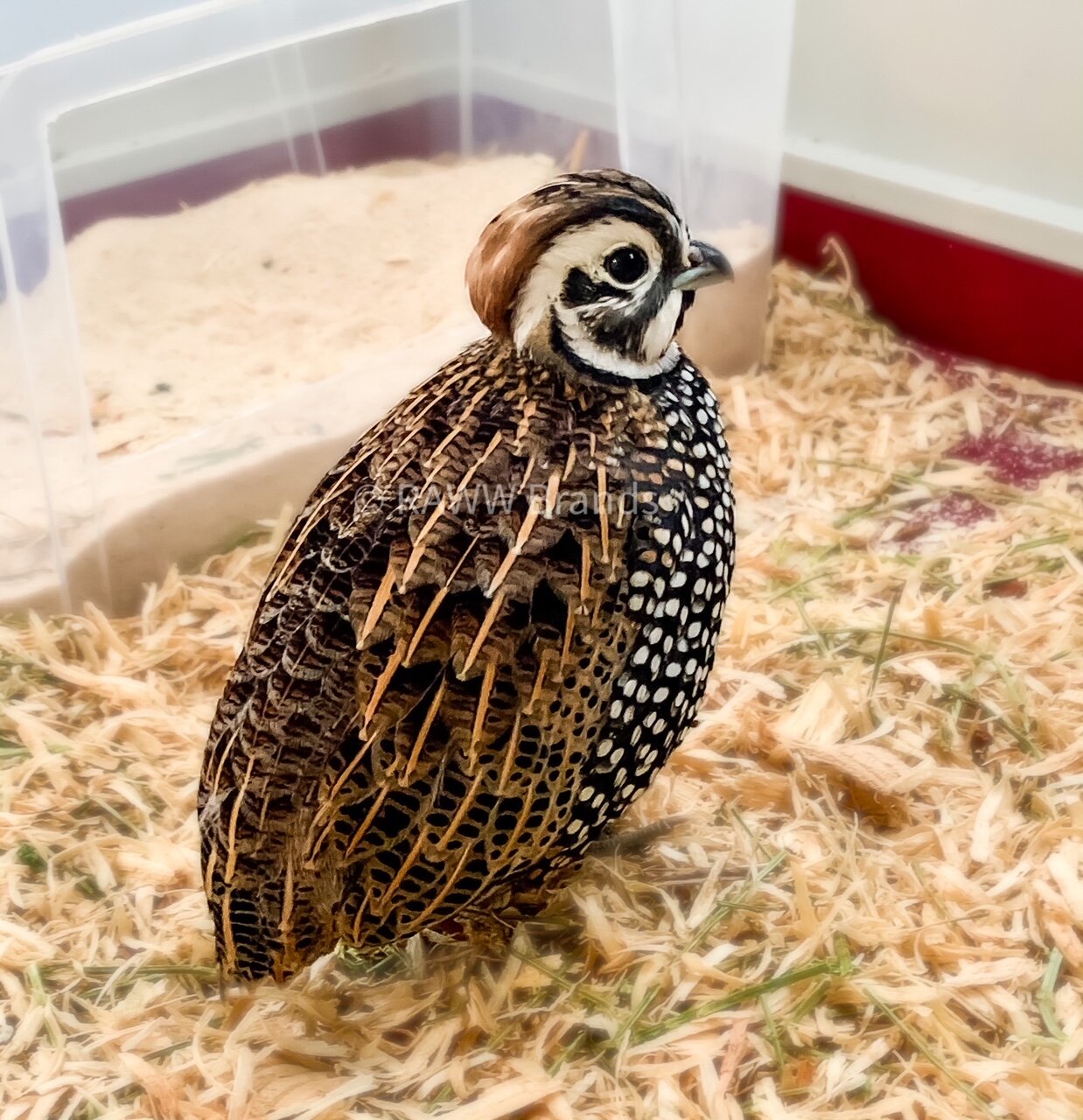 Mearns Quail Hatching Eggs NPIP & AI Clean — R.A.W.W. Brands Suburban