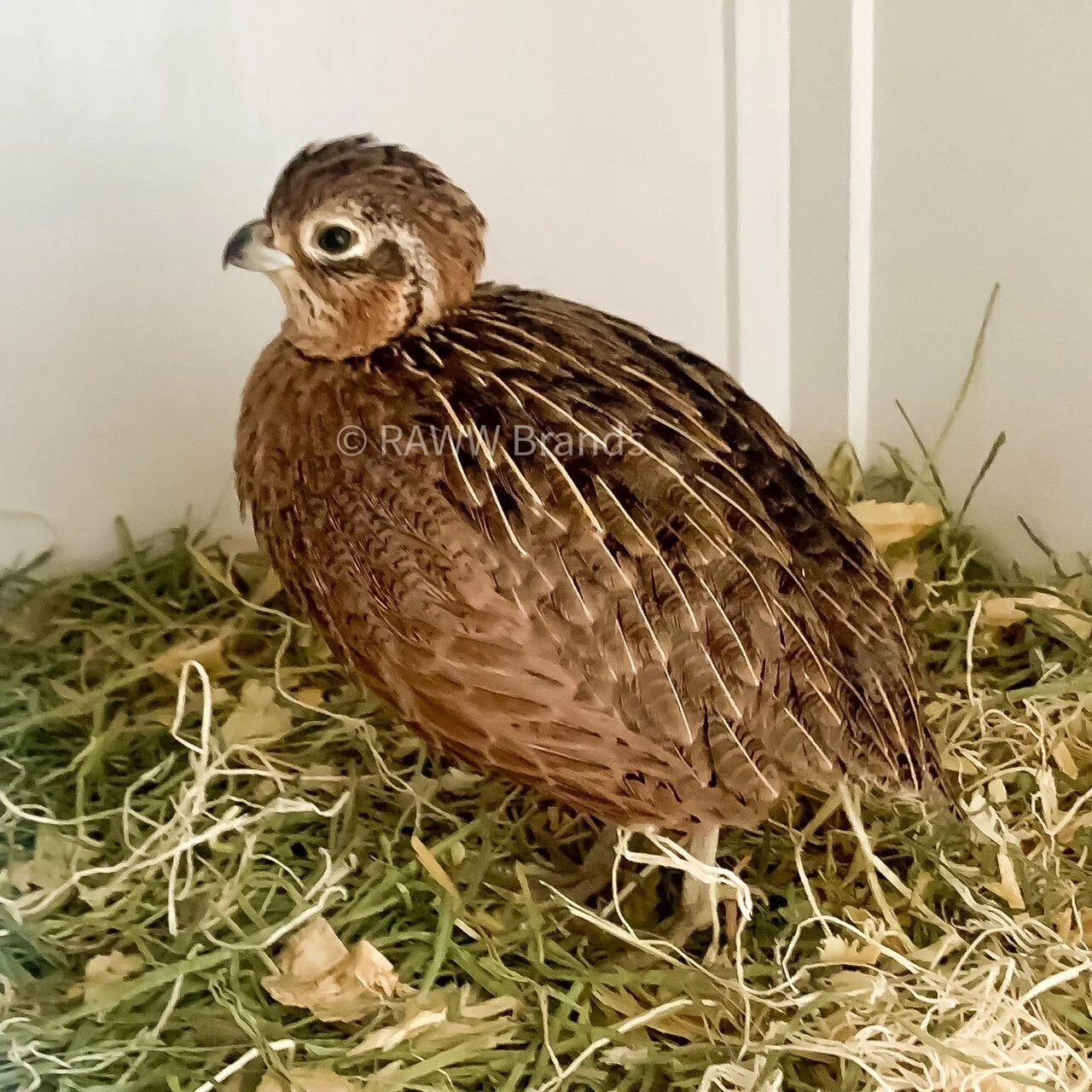 Mearns Quail Hatching Eggs - NPIP & AI Clean — A&R Homestead
