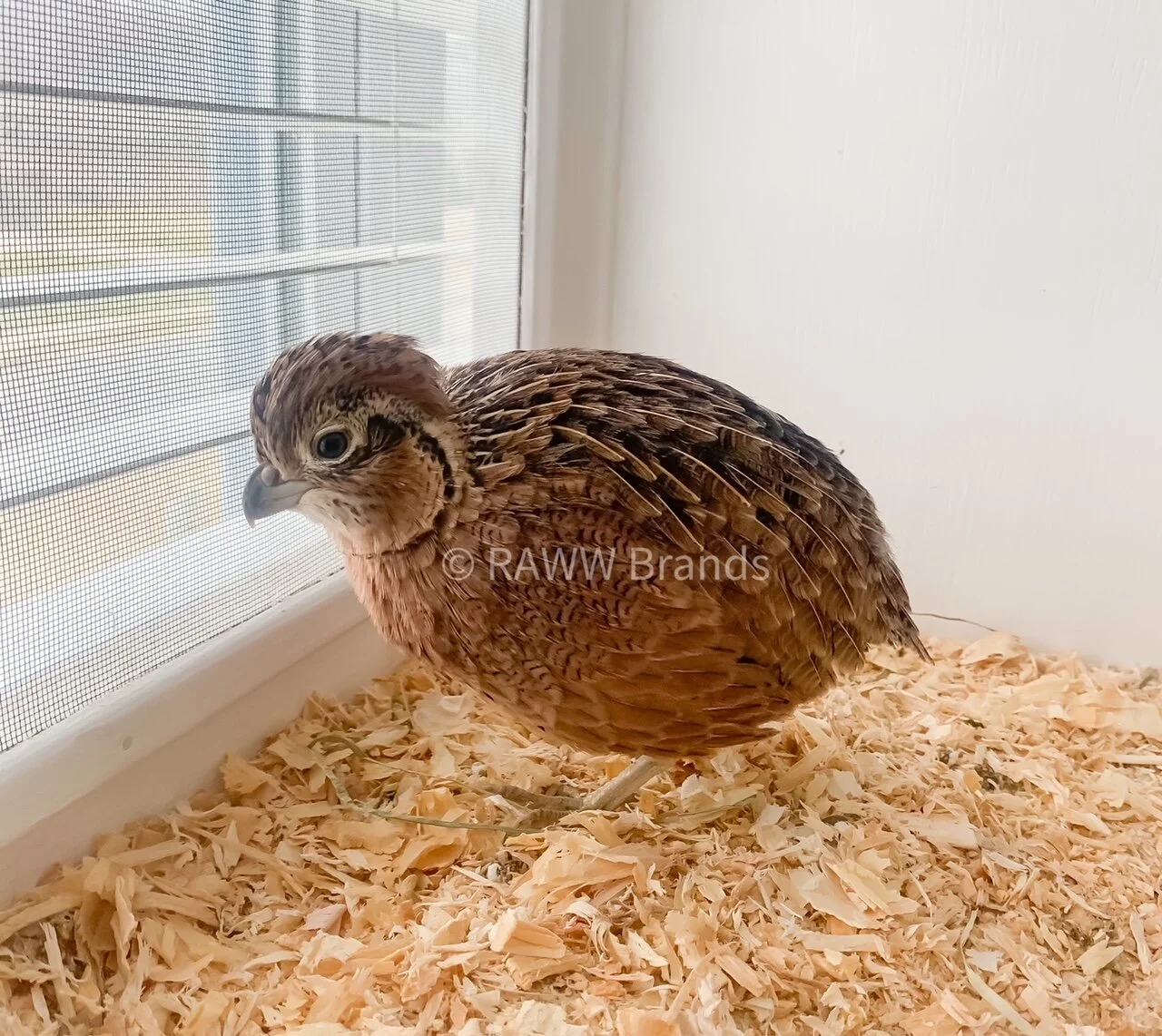Mearns Quail Hatching Eggs NPIP & AI Clean — A&R Homestead