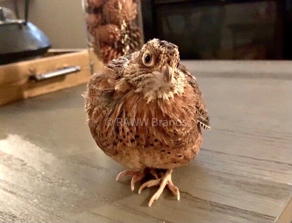 Mearns Quail Hatching Eggs - NPIP & AI Clean — A&R Homestead