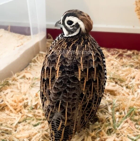 Mearns Quail Hatching Eggs - NPIP & AI Clean — A&R Homestead