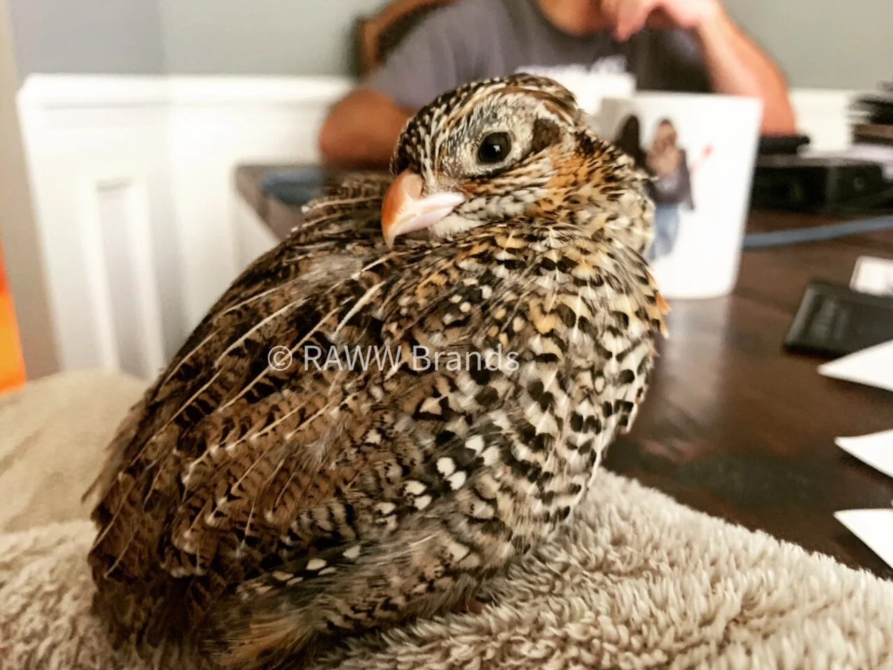 Mearns Quail Hatching Eggs NPIP & AI Clean — A&R Homestead