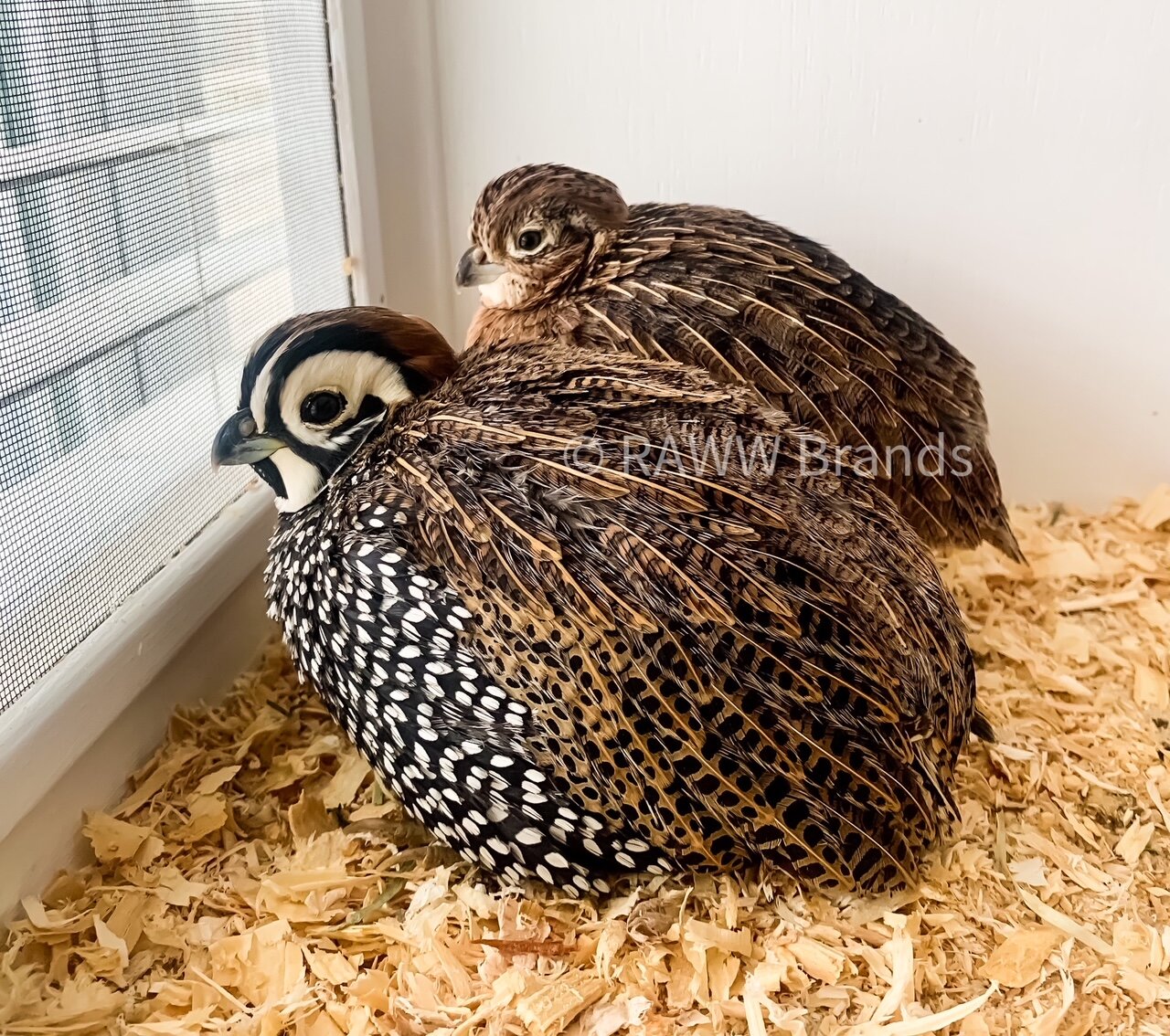 My Personal Experience With Mearns Quail