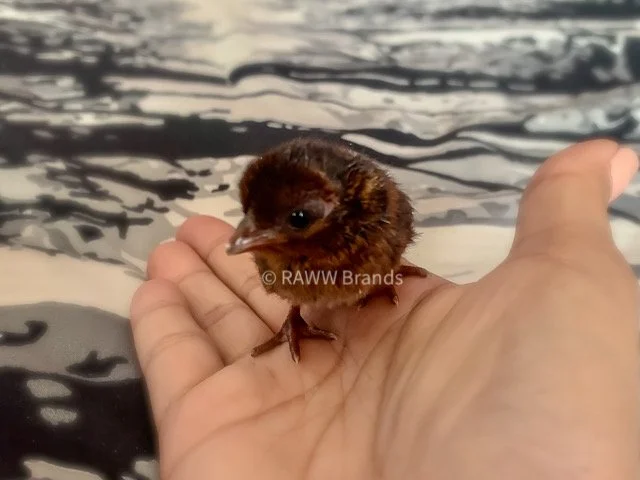 The Eye-Catching And Murderous Roul Roul Partridges