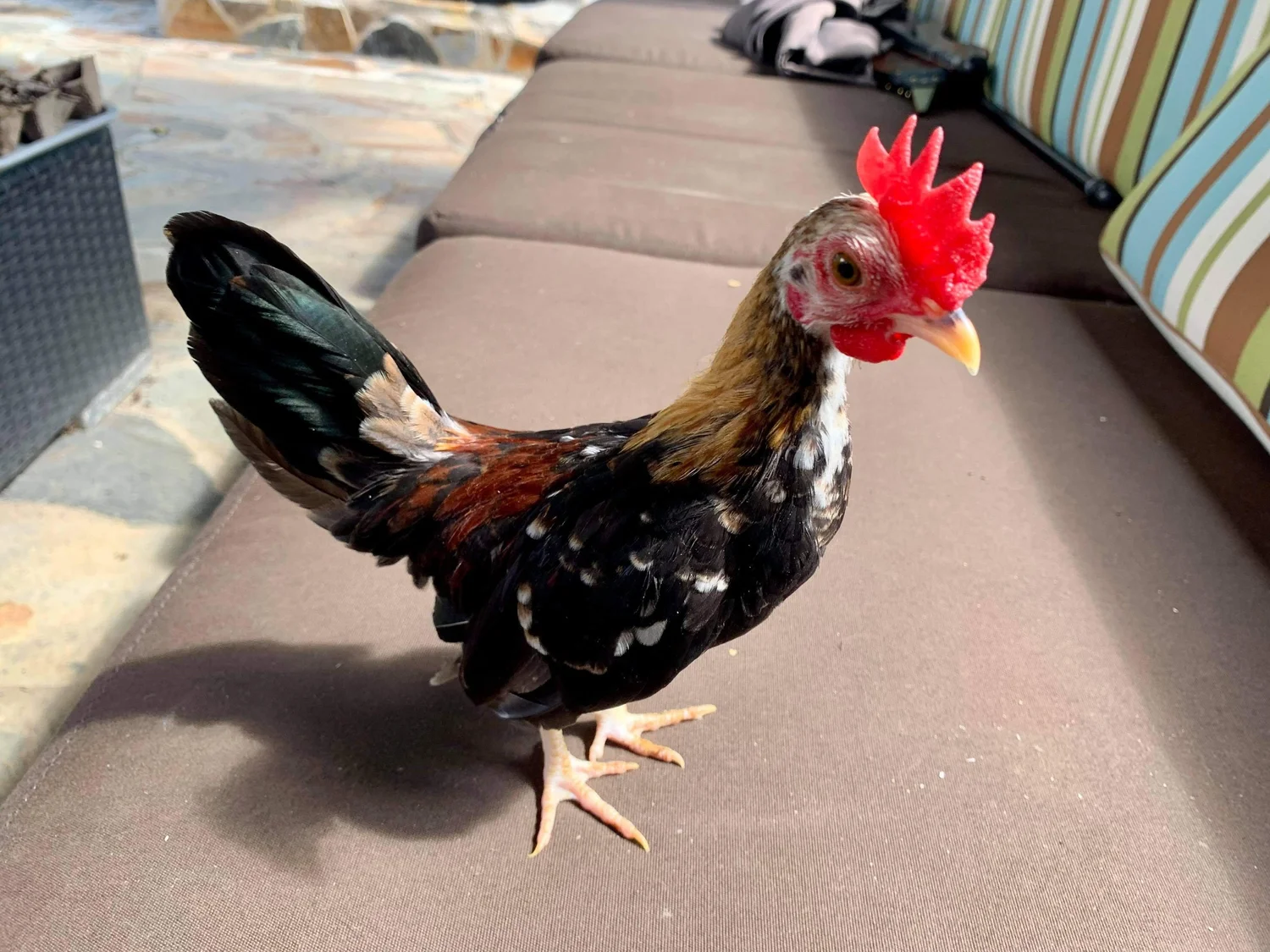 Kikirki Hatching Eggs — R.A.W.W. Brands Suburban Homesteaders