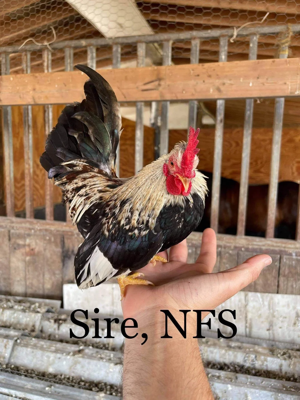 Kikirki Hatching Eggs — R.A.W.W. Brands Suburban Homesteaders
