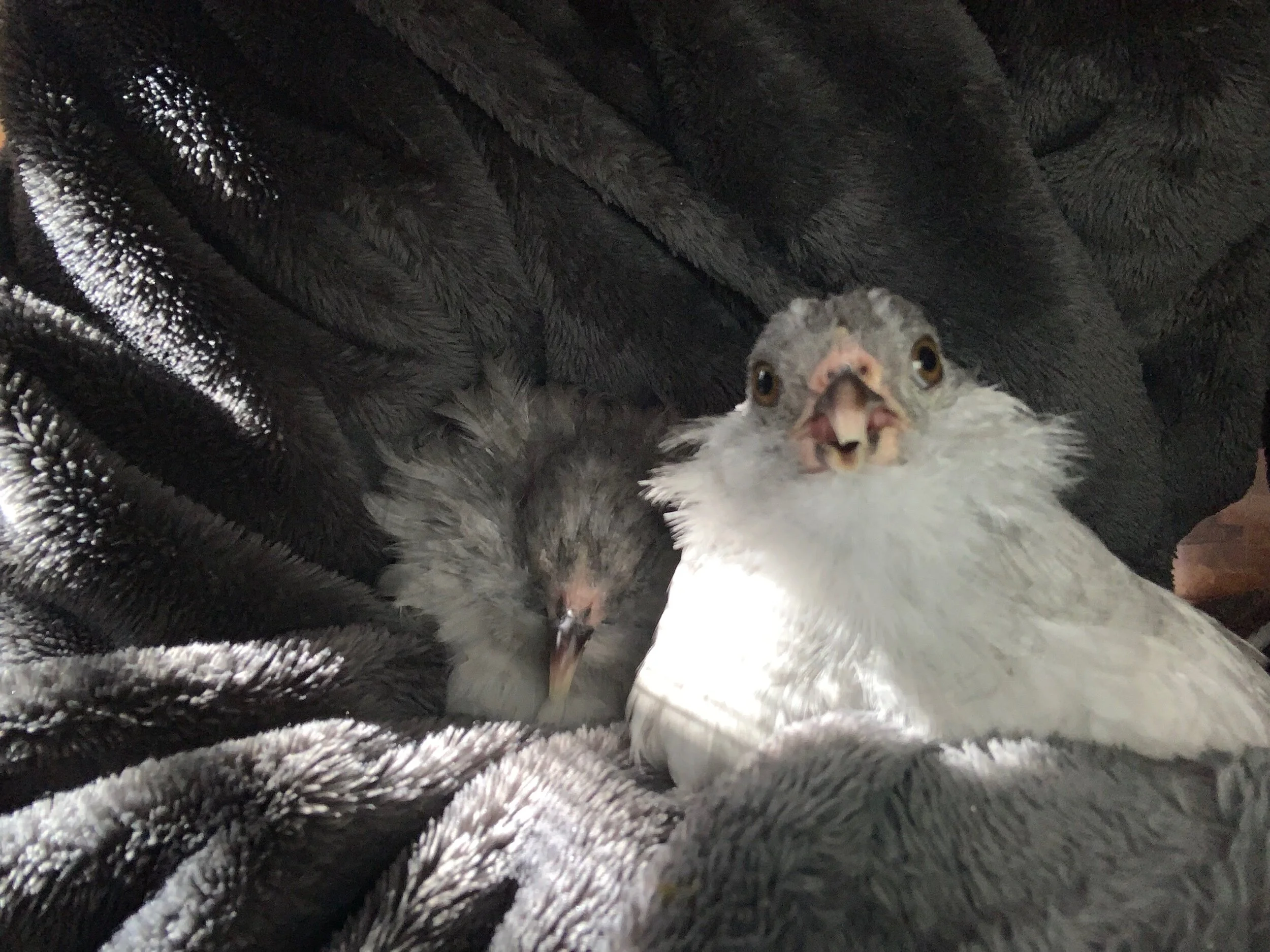 6B5AFC1A-A8F1-48FA-8F2D-E973533B9DB6