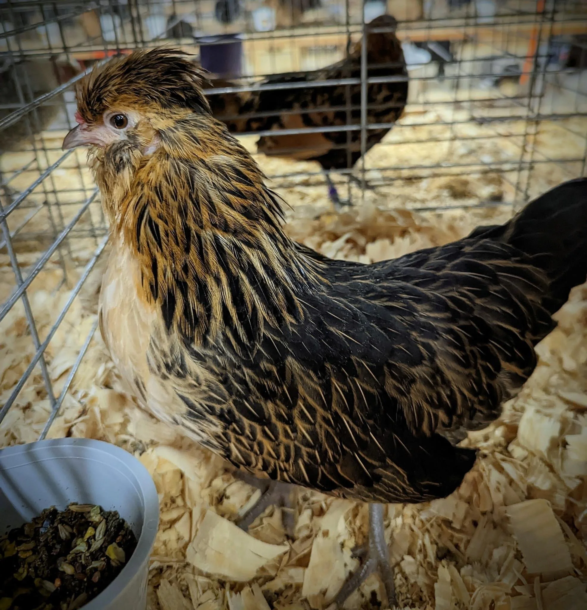 C148DE0A-178D-41F7-8053-C9B9BF9CAB98