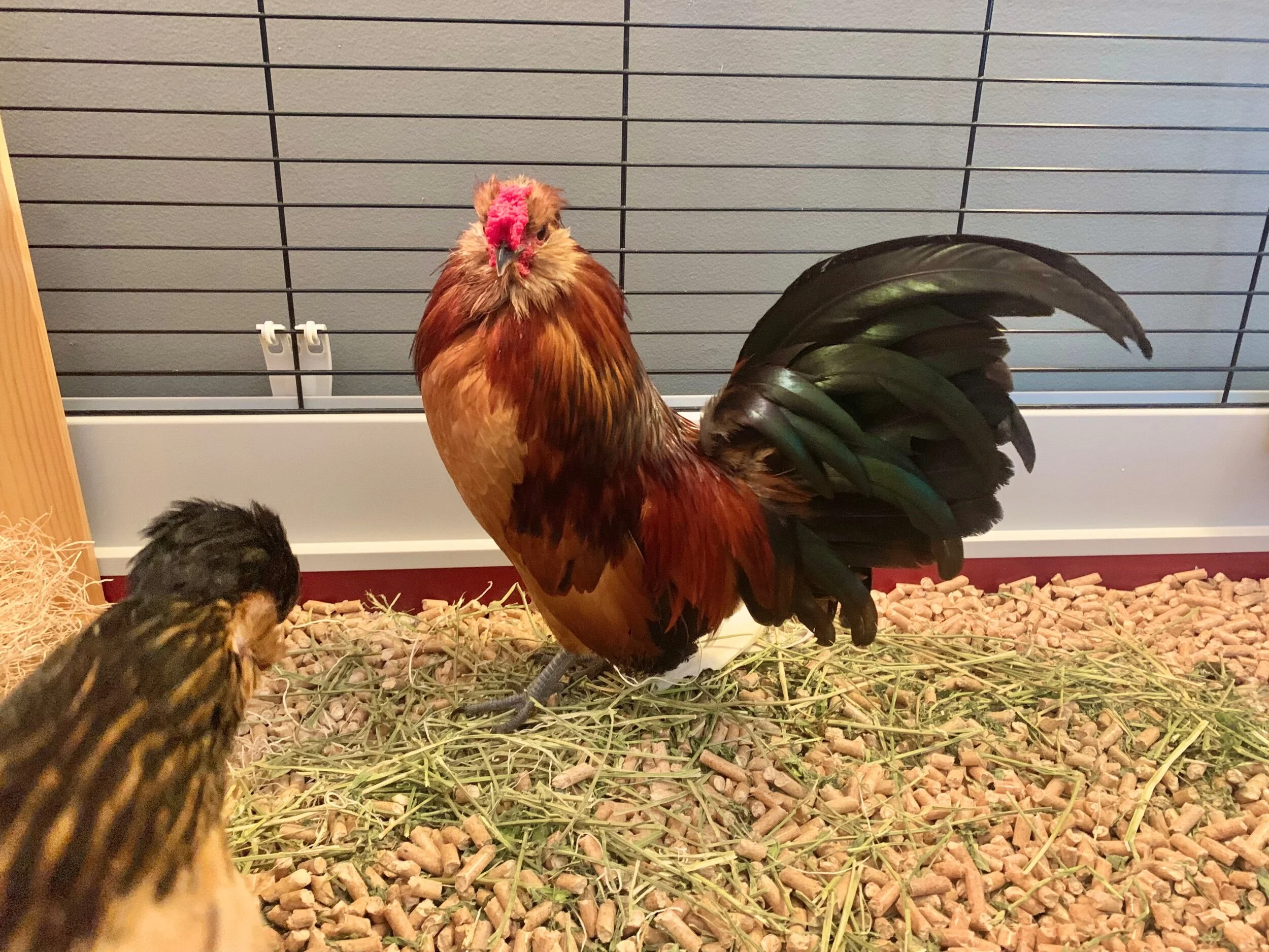 1BA96FEE-D4EE-48EB-9A64-03331E9BAAE1