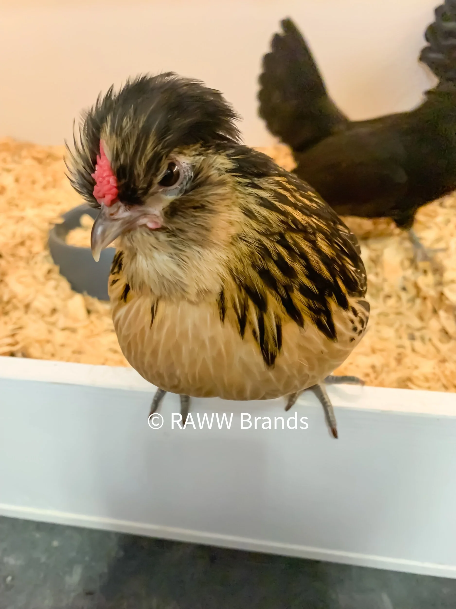 811D959F-CE16-418D-8739-70BFEA82977A