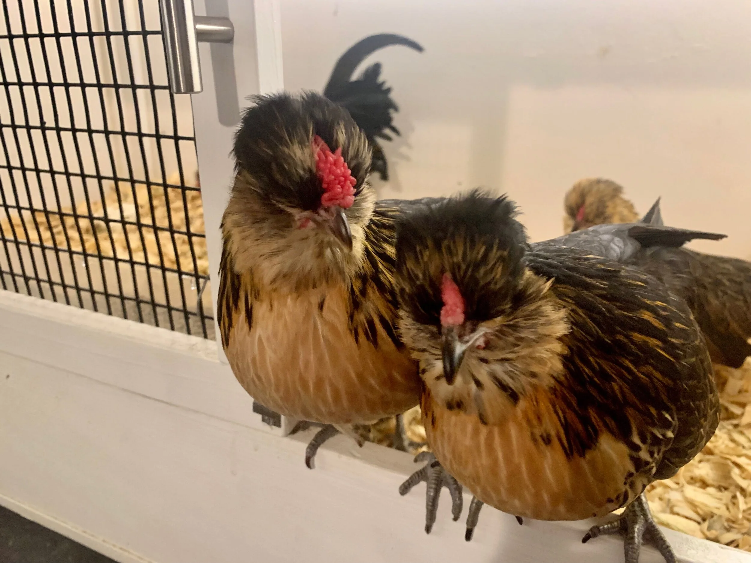 88A72F3F-11B7-4B64-9DEE-C7B48F2978E2