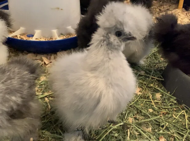 10BA7E04-147C-4675-BDC9-1C97BCED5D56