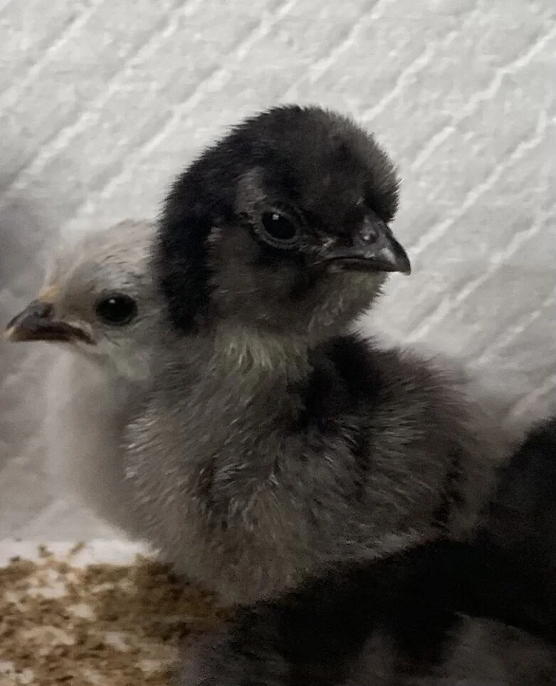 6A3302D4-1975-4409-B926-12EC3294E026