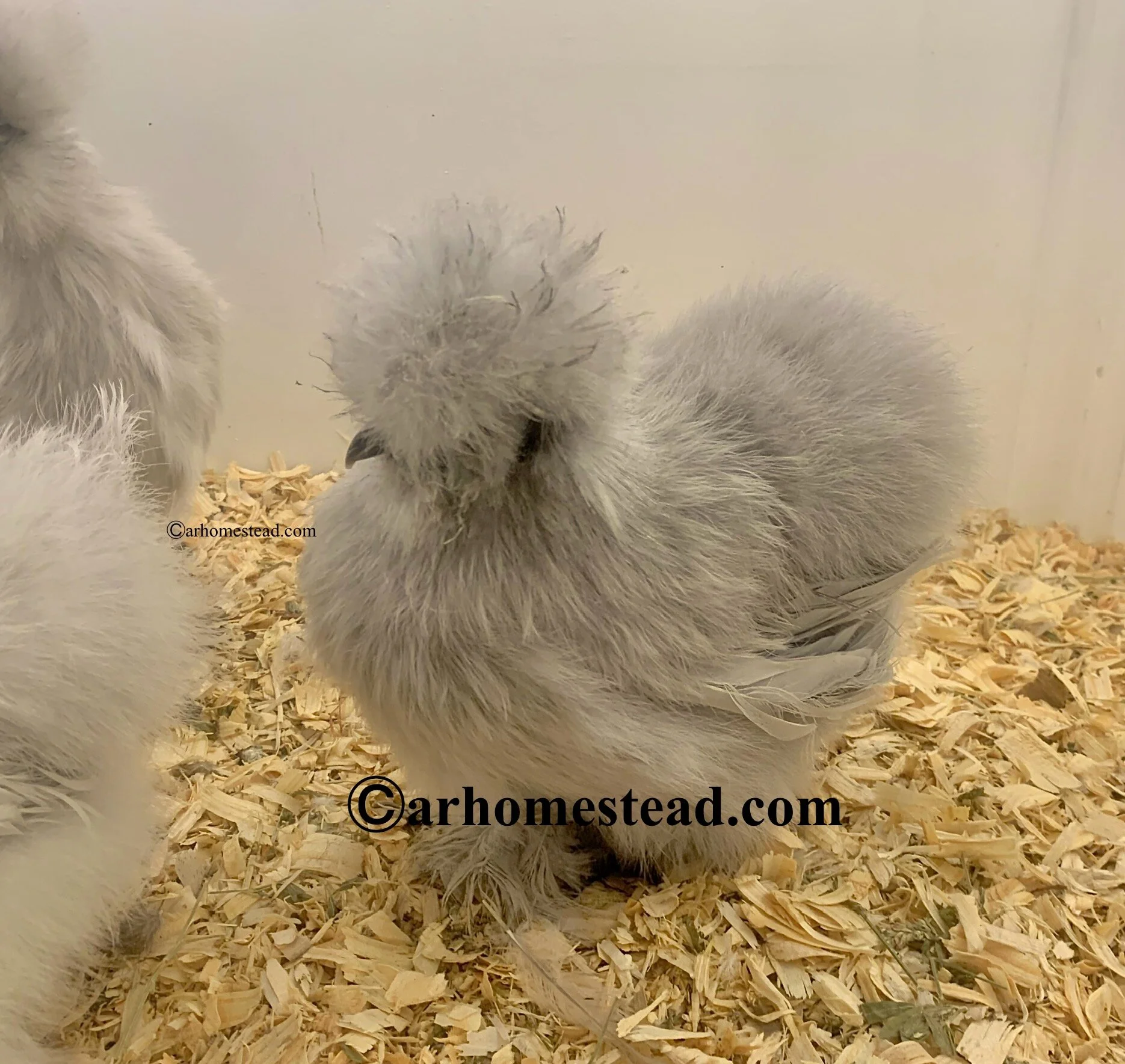 E89E7E38-0008-4146-B437-8B56DF5E534D