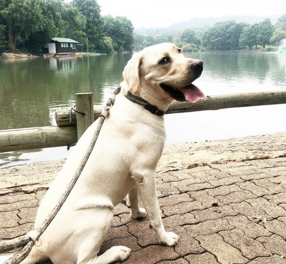 chommies dog collars