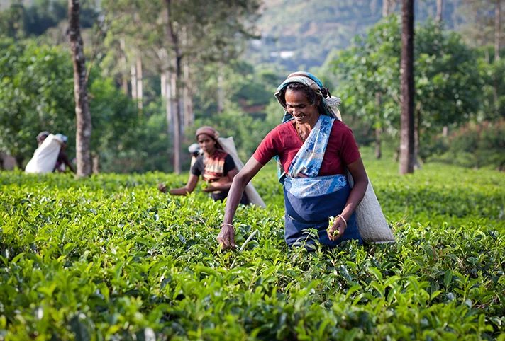 Sri Lanka piantagioni the.jpg