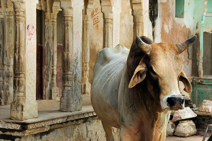 Mucca sacra India.jpg