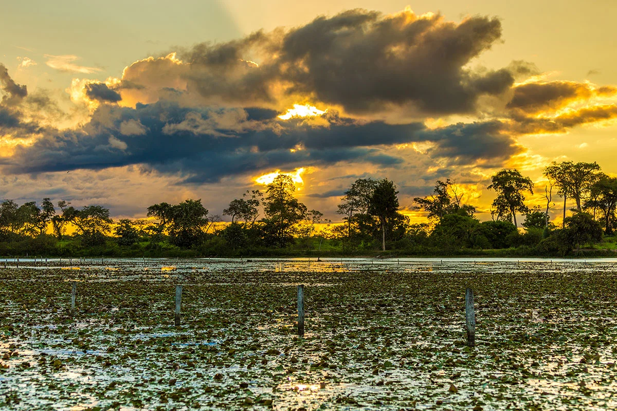 Pantanal Viaggio Holiram Hirundo Brasile.jpg