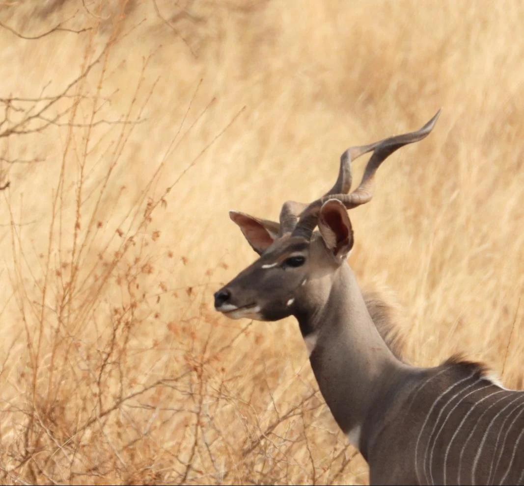 kudu.jpg