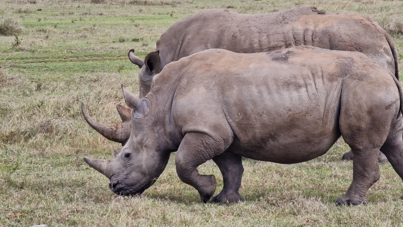 Rino.jpg