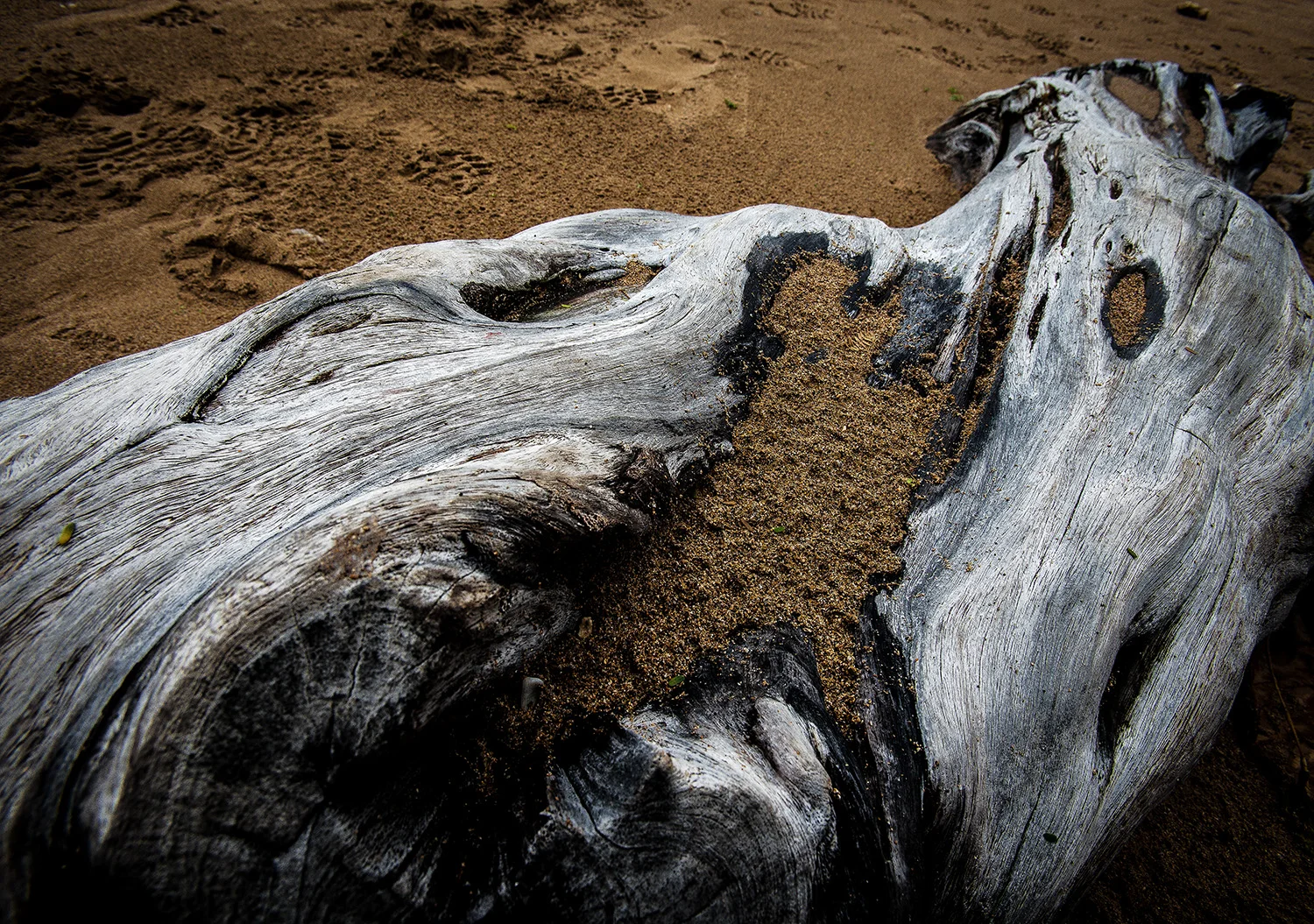 Driftwood 2