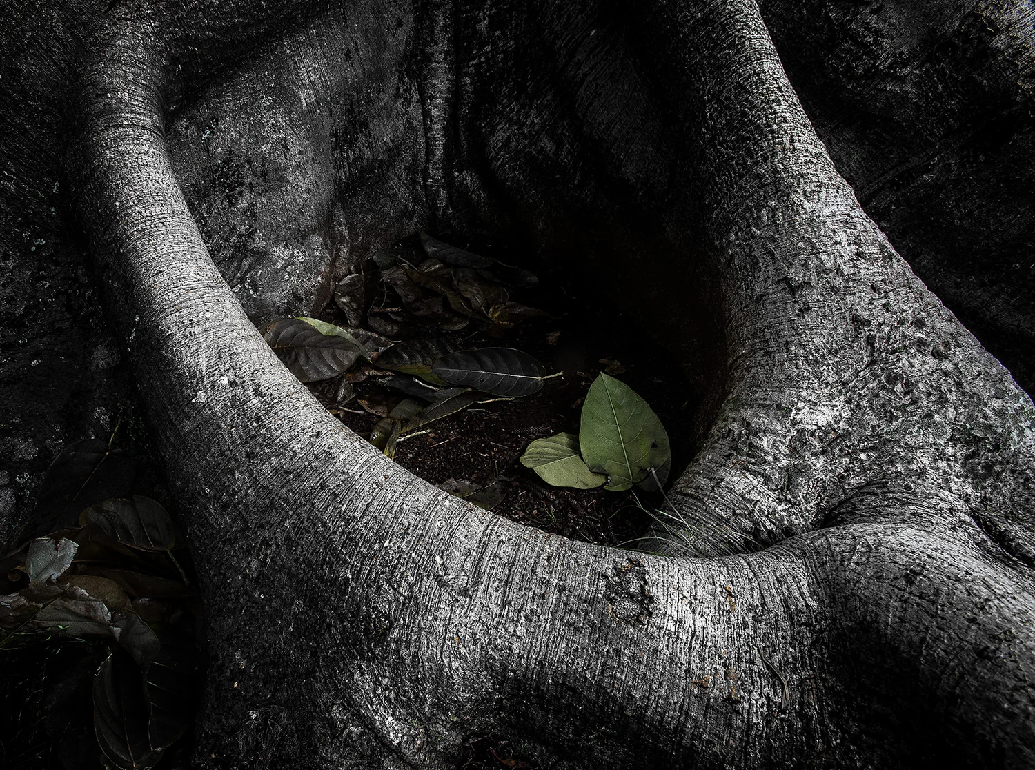 Banyan 4